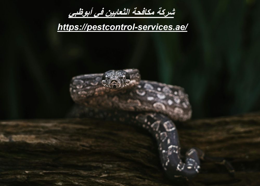 شركة مكافحة الثعابين في أبوظبي