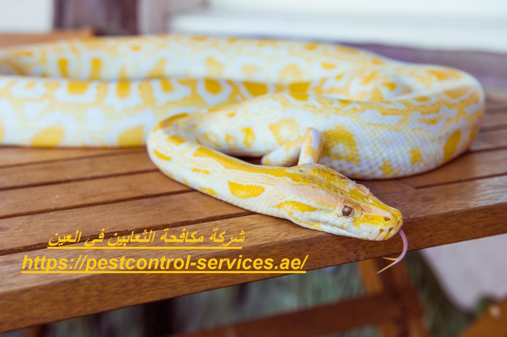 شركة مكافحة الثعابين في العين