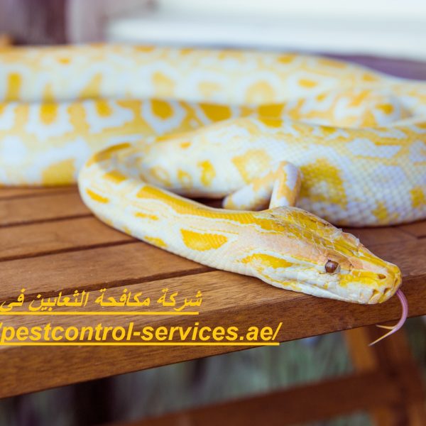 شركة مكافحة الثعابين في العين