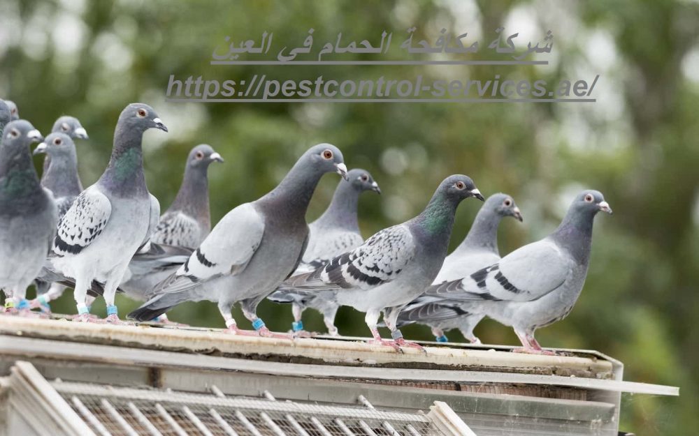 شركة مكافحة الحمام في العين