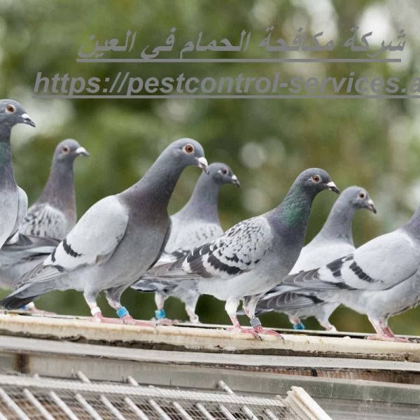 شركة مكافحة الحمام في العين