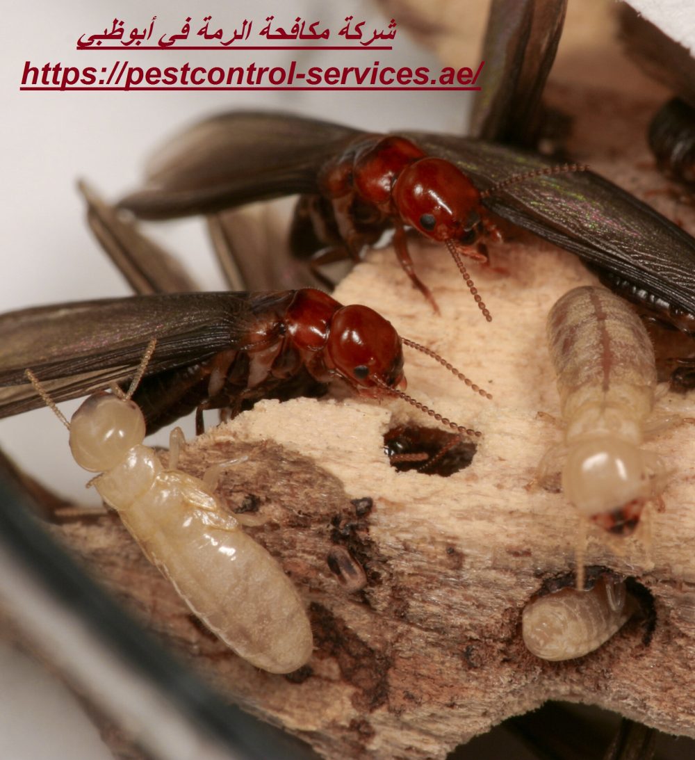 شركة مكافحة الرمة في أبوظبي