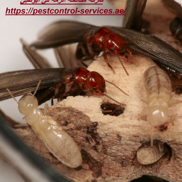 شركة مكافحة الرمة في أبوظبي