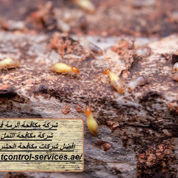 شركة مكافحة الرمة في العين