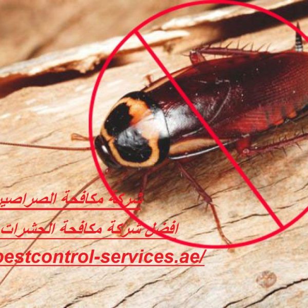 شركة مكافحة الصراصير في أبوظبي