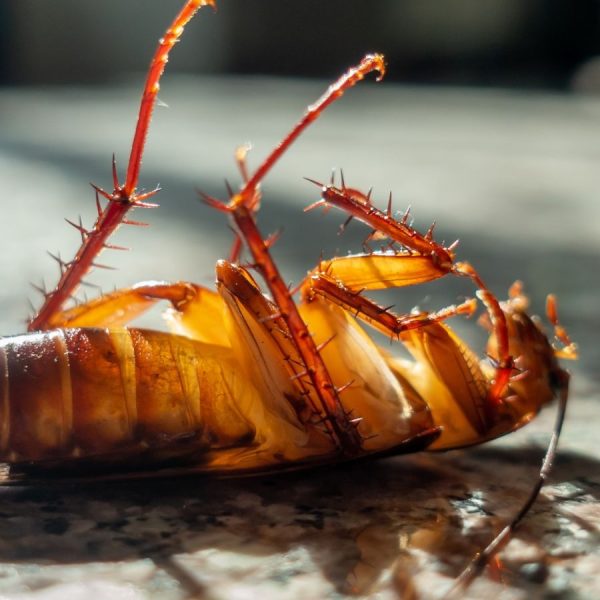 شركة مكافحة الصراصير في العين