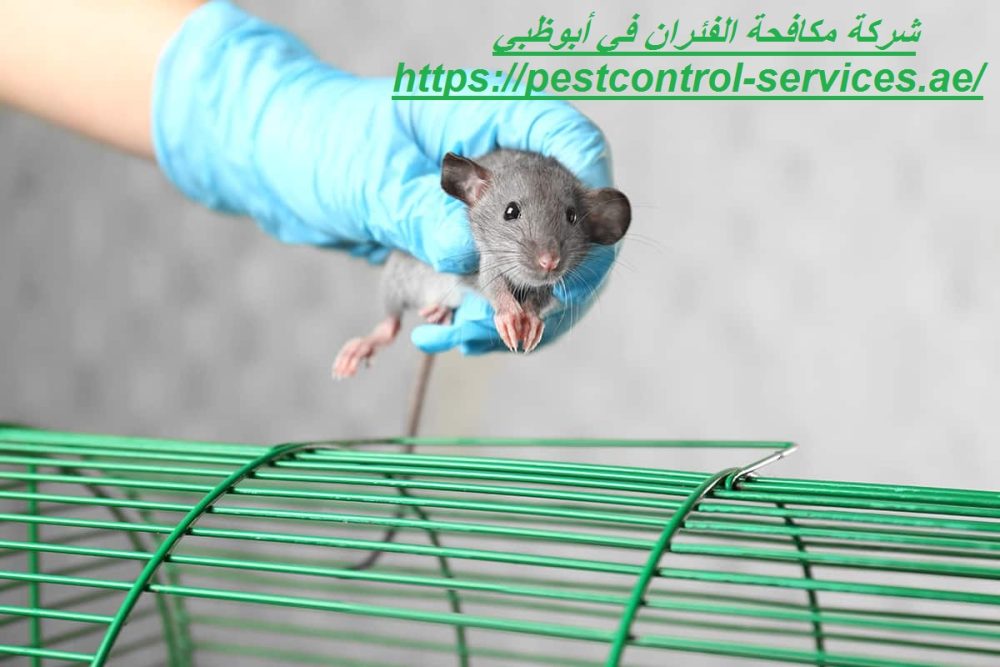 شركة مكافحة الفئران في أبوظبي