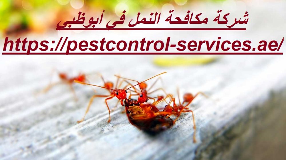 شركة مكافحة النمل في أبوظبي