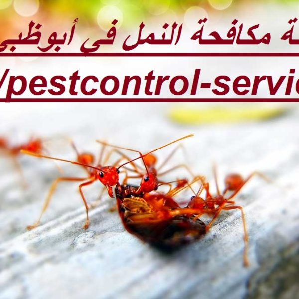 شركة مكافحة النمل في أبوظبي