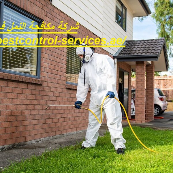 شركة مكافحة النمل في العين