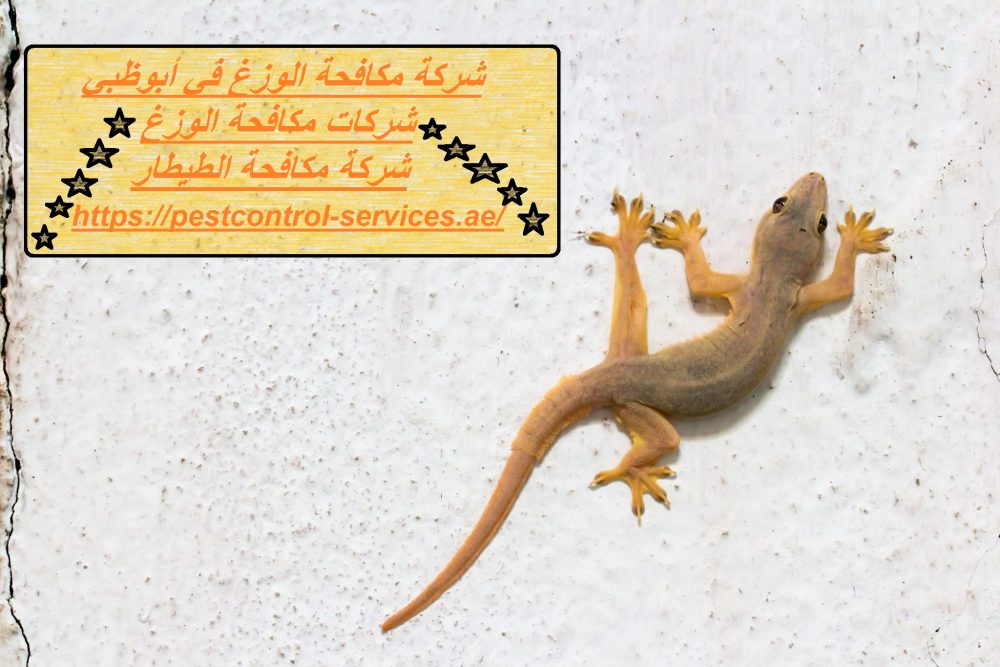 شركة مكافحة الوزغ في أبوظبي