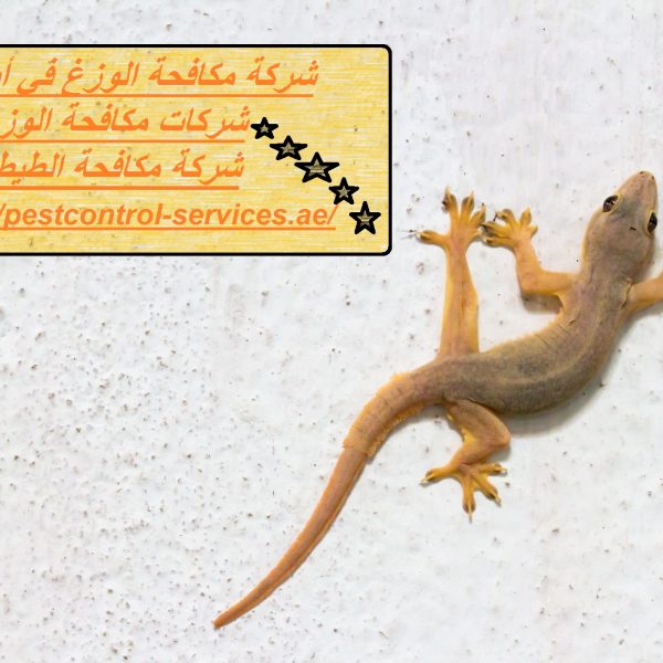 شركة مكافحة الوزغ في أبوظبي