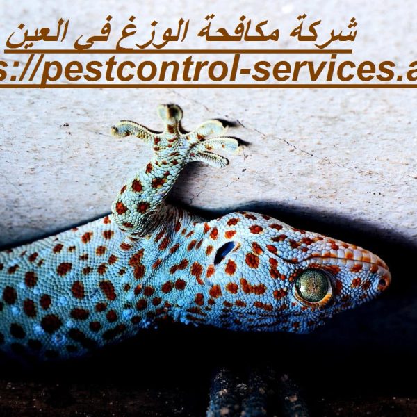 شركة مكافحة الوزغ في العين