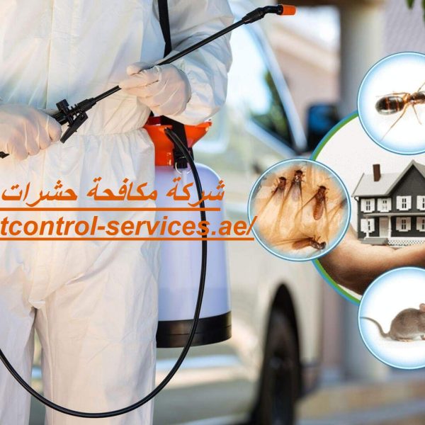 شركة مكافحة حشرات في العين