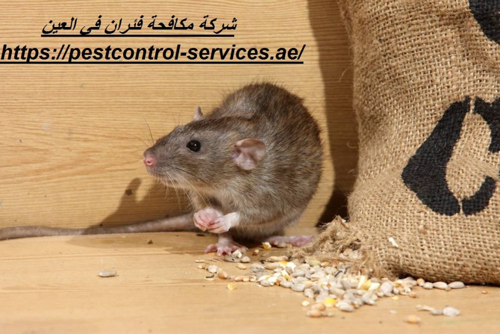 شركة مكافحة فئران في العين